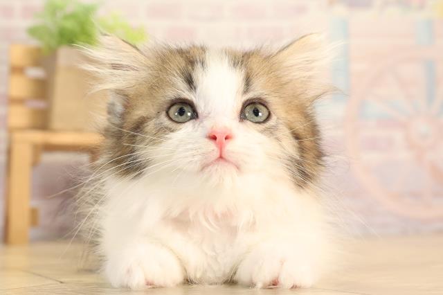 三重県のミヌエット (Coo&RIKU四日市店/2025年3月12日生まれ/女の子/ブラウンタビーホワイト)の子猫