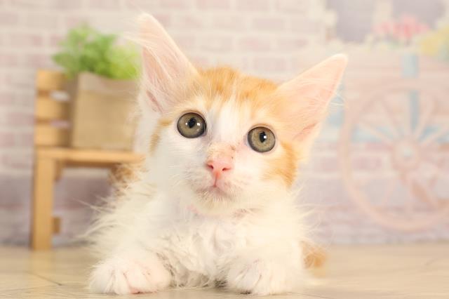 三重県のメインクーン (Coo&RIKU四日市店/2025年3月9日生まれ/女の子/レッドタビーホワイト)の子猫