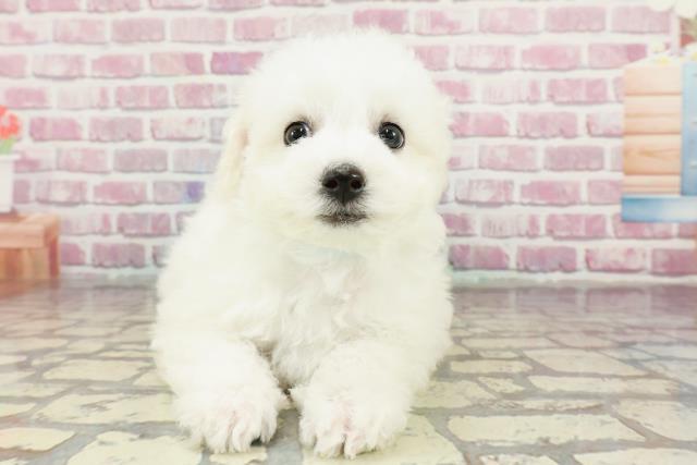 千葉県のビションフリーゼ (Coo&RIKU東船橋店/2024年12月4日生まれ/男の子/ホワイト)の子犬