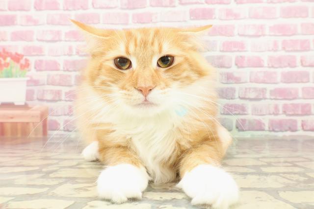 埼玉県のノルウェージャンフォレストキャット (Coo&RIKU川口戸塚店/2024年8月8日生まれ/男の子/レッドタビーホワイト)の子猫