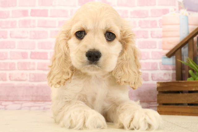 福岡県のアメリカンコッカースパニエル (Coo&RIKU筑後店/2025年3月26日生まれ/男の子/バフ)の子犬