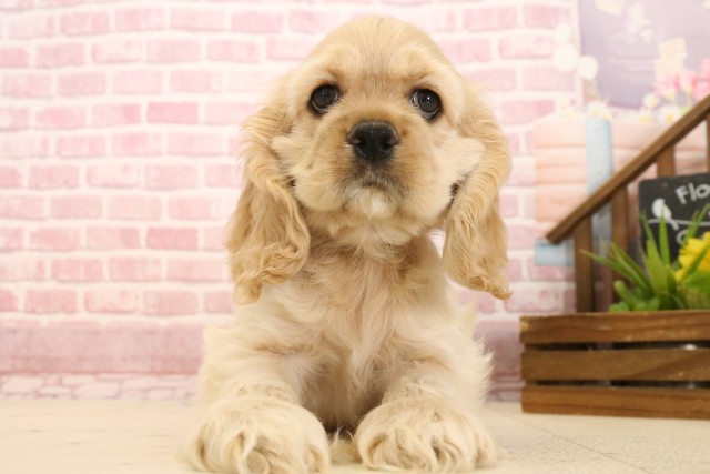 福岡県のアメリカンコッカースパニエル (Coo&RIKU小倉店/2025年3月26日生まれ/女の子/バフ)の子犬
