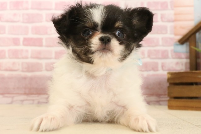 長崎県のチワワ(ロング) (Coo&RIKU大村店/2025年3月26日生まれ/男の子/ブラックタンホワイト)の子犬