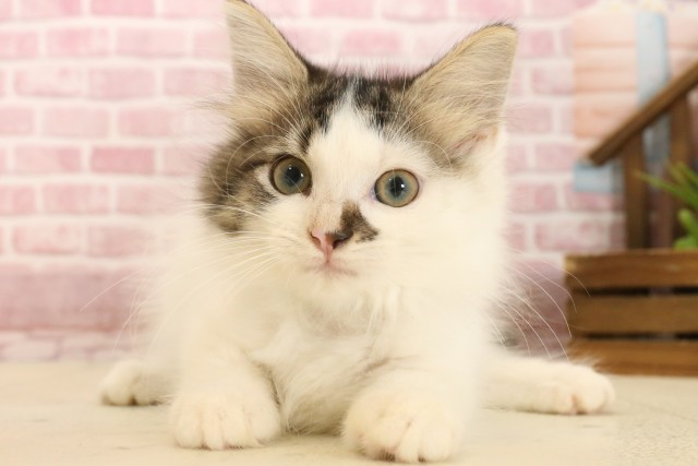 熊本県のメインクーン (Coo&RIKUカリーノ玉名店/2025年3月1日生まれ/男の子/ブラウンタビーホワイト)の子猫