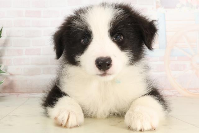 福岡県のボーダーコリー (Coo&RIKU筑後店/2025年3月23日生まれ/男の子/ブラックホワイト)の子犬