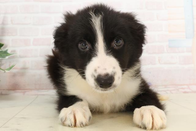 福岡県のボーダーコリー (Coo&RIKU黒崎店/2025年3月15日生まれ/女の子/ブラックホワイト)の子犬