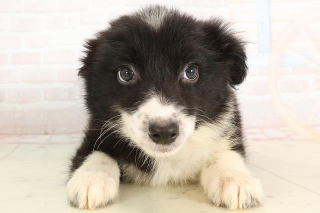 長崎県のボーダーコリー (Coo&RIKU大村店/2025年3月15日生まれ/女の子/ブラックホワイト)の子犬