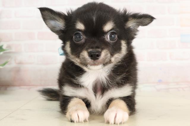 熊本県のチワワ(ロング) (Coo&RIKUカリーノ菊陽店/2025年3月24日生まれ/男の子/ブラックタン)の子犬