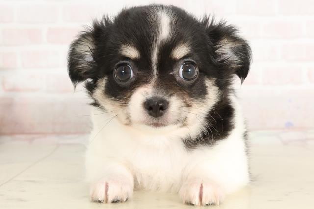 宮崎県のチワワ(ロング) (Coo&RIKU宮崎店/2025年3月24日生まれ/女の子/トライカラー)の子犬