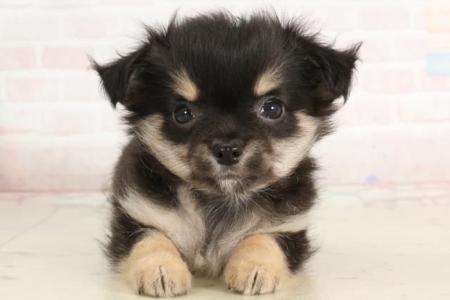 鹿児島県のチワワ(ロング) (Coo&RIKU霧島店/2025年3月24日生まれ/女の子/ブラックタン)の子犬