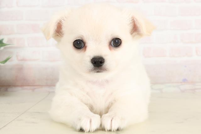 福岡県のチワワ(ロング) (Coo&RIKU久留米店/2025年3月25日生まれ/男の子/クリーム)の子犬