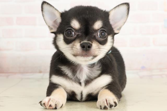 福岡県のチワワ(スムース) (Coo&RIKU福岡東店/2025年3月25日生まれ/男の子/ブラックタン)の子犬