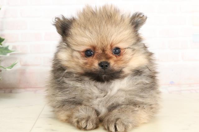 福岡県のポメラニアン (Coo&RIKU福岡西店/2025年3月25日生まれ/男の子/クリームセーブル)の子犬