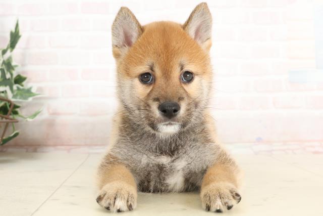 福岡県の柴犬(標準サイズ) (Coo&RIKU大牟田店/2025年3月24日生まれ/男の子/赤)の子犬