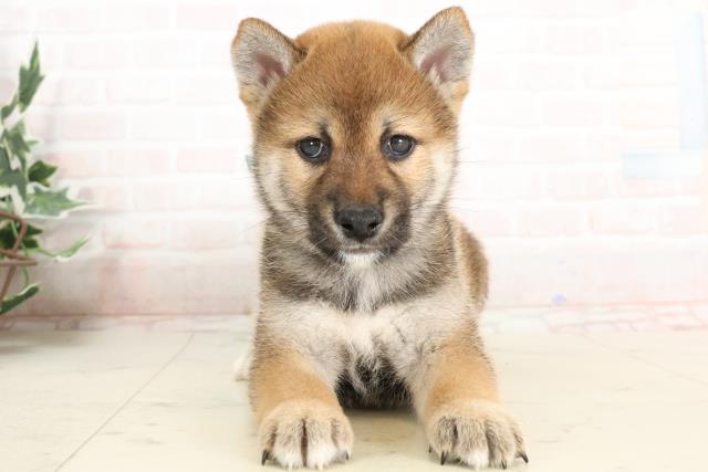 福岡県の柴犬(標準サイズ) (Coo&RIKU久留米店/2025年3月24日生まれ/男の子/赤)の子犬