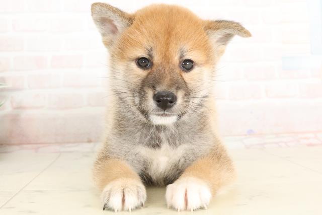 福岡県の柴犬(標準サイズ) (Coo&RIKU行橋店/2025年3月24日生まれ/男の子/赤)の子犬