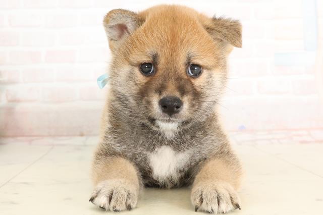 熊本県の柴犬(標準サイズ) (Coo&RIKUカリーノ玉名店/2025年3月24日生まれ/男の子/赤)の子犬