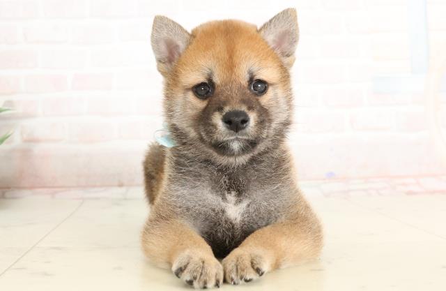 熊本県の柴犬(標準サイズ) (Coo&RIKUカリーノ菊陽店/2025年3月24日生まれ/男の子/赤)の子犬