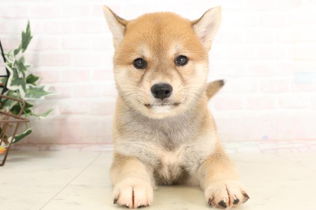 鹿児島県の柴犬(標準サイズ) (Coo&RIKU鹿児島店/2025年3月26日生まれ/男の子/赤)の子犬