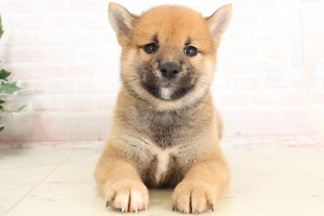 福岡県の柴犬(標準サイズ) (Coo&RIKU筑後店/2025年3月26日生まれ/男の子/赤)の子犬