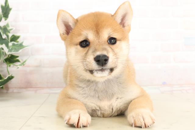 鹿児島県の柴犬(標準サイズ) (Coo&RIKU霧島店/2025年3月26日生まれ/女の子/赤)の子犬