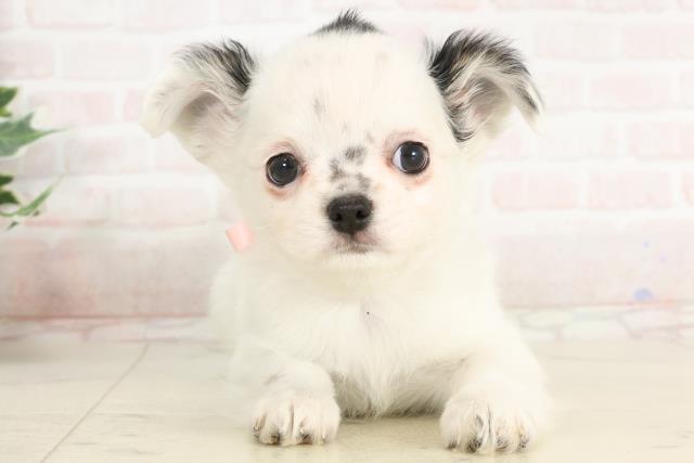 福岡県のチワワ(ロング) (Coo&RIKU小倉店/2025年3月25日生まれ/女の子/ホワイトブラック)の子犬