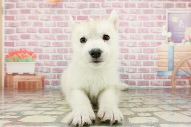 東京都のシベリアンハスキー (Coo&RIKU立川店/2024年12月15日生まれ/男の子/シルバーホワイト)の子犬