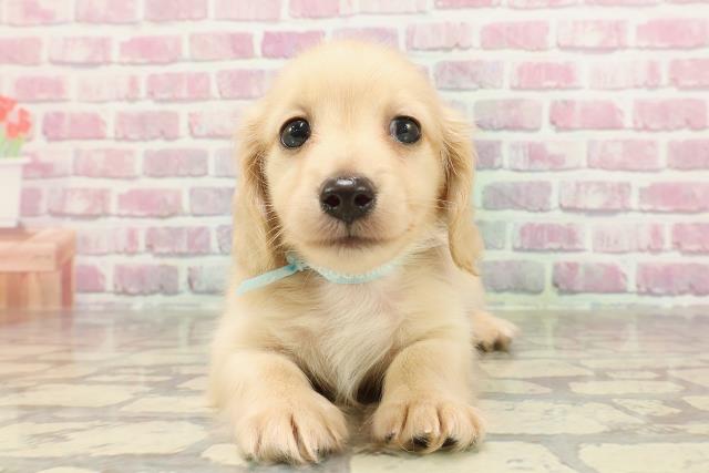 東京都のカニンヘンダックスフンド(ロング) (Coo&RIKU浅草店/2025年3月22日生まれ/男の子/イエロー)の子犬