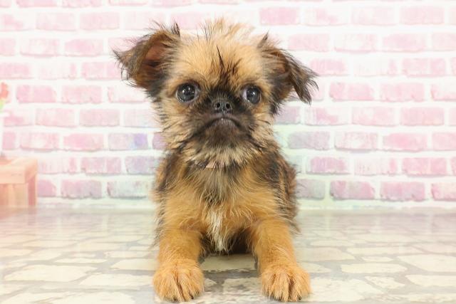 東京都のブリュッセルグリフォン (Coo&RIKU東久留米店/2025年3月22日生まれ/女の子/レッド)の子犬