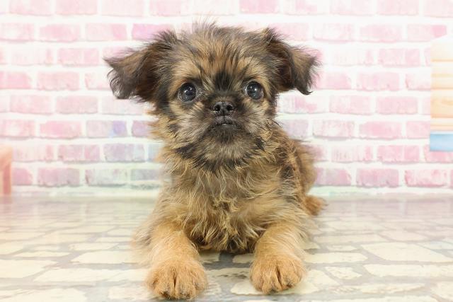 千葉県のブリュッセルグリフォン (Coo&RIKU南柏店/2025年3月22日生まれ/女の子/レッド)の子犬