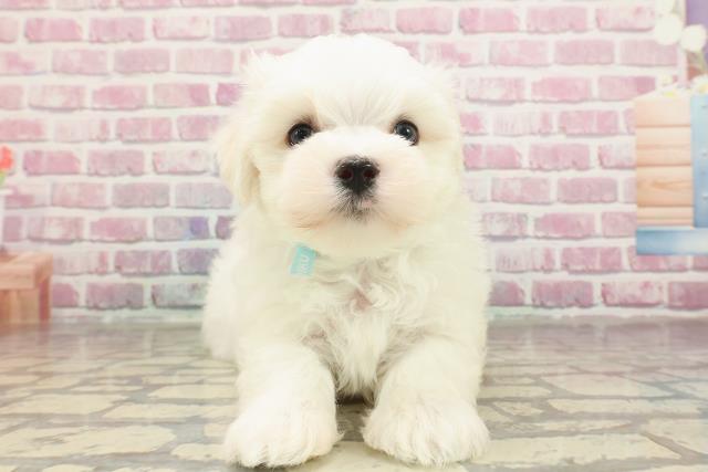 福島県のマルチーズ (Coo&RIKUいわき店/2025年3月25日生まれ/男の子/ホワイト)の子犬