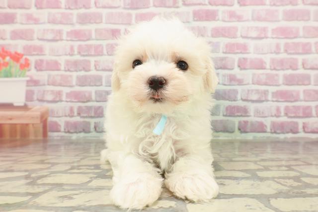 東京都のマルチーズ (Coo&RIKU板橋店/2025年3月25日生まれ/男の子/ホワイト)の子犬