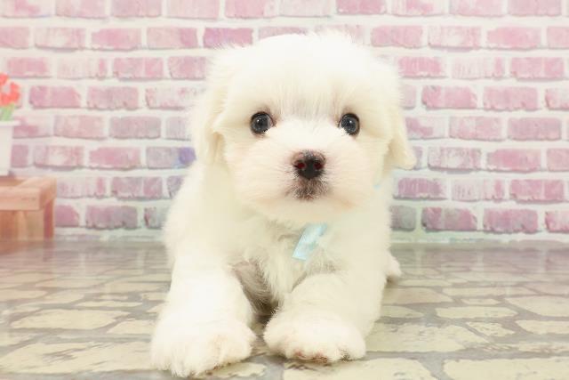 埼玉県のマルチーズ (Coo&RIKUアニマルケアセンター大宮/2025年3月25日生まれ/男の子/ホワイト)の子犬