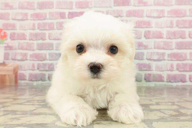 東京都のマルチーズ (Coo&RIKU武蔵小山店/2025年3月25日生まれ/女の子/ホワイト)の子犬