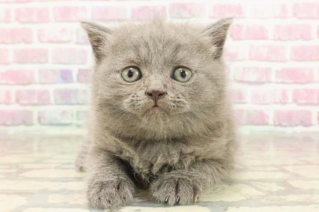 埼玉県のブリティッシュショートヘアー (Coo&RIKUアニマルケアセンター大宮/2025年3月24日生まれ/男の子/ブルー)の子猫