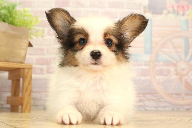 愛知県のパピヨン (Coo&RIKU東海一宮店/2025年3月24日生まれ/女の子/ホワイトブラウン)の子犬
