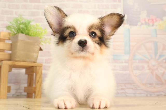岐阜県のパピヨン (Coo&RIKU岐阜店/2025年3月24日生まれ/女の子/ホワイトブラウン)の子犬
