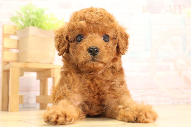 岐阜県のトイプードル(トイ) (Coo&RIKU岐阜店/2025年3月25日生まれ/男の子/レッド)の子犬