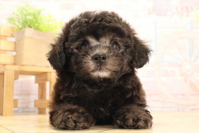岐阜県のトイプードル(トイ) (Coo&RIKU岐南店/2025年3月25日生まれ/男の子/グレー)の子犬