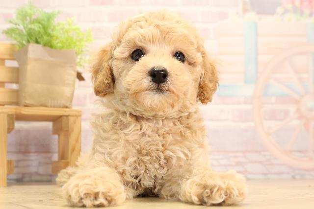 愛知県のトイプードル(トイ) (Coo&RIKU春日井店/2025年3月24日生まれ/女の子/アプリコット)の子犬