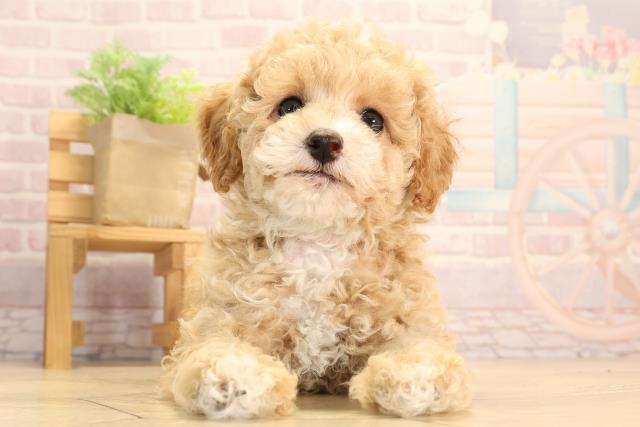 愛知県のトイプードル(トイ) (Coo&RIKU春日井店/2025年3月24日生まれ/女の子/アプリコット)の子犬