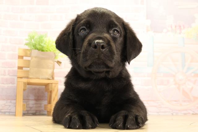 愛知県のラブラドールレトリーバー (Coo&RIKU春日井店/2025年3月23日生まれ/男の子/ブラック)の子犬
