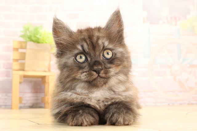 岐阜県のマンチカン (Coo&RIKU岐阜店/2025年3月22日生まれ/男の子/ブラックスモーク)の子猫