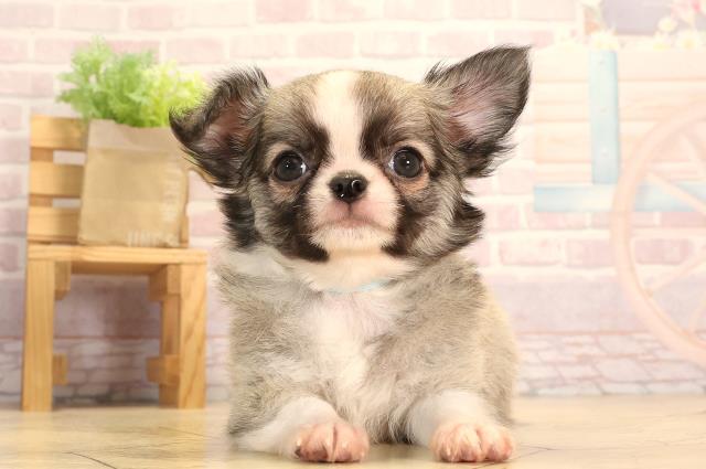 岐阜県のチワワ(ロング) (Coo&RIKU岐阜店/2025年3月26日生まれ/男の子/セーブルホワイト)の子犬