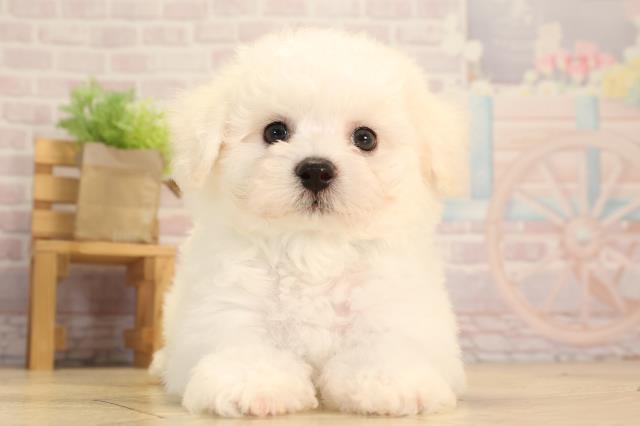 岐阜県のビションフリーゼ (Coo&RIKU岐阜店/2025年3月26日生まれ/男の子/ホワイト)の子犬