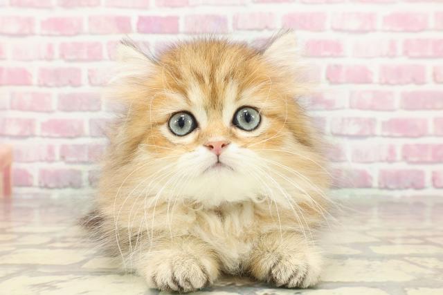 埼玉県のペルシャ (Coo&RIKUアニマルケアセンター大宮/2025年3月22日生まれ/男の子/チンチラゴールデン)の子猫