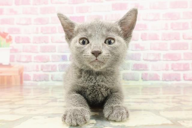埼玉県のロシアンブルー (Coo&RIKUアニマルケアセンター大宮/2025年3月24日生まれ/男の子/ブルー)の子猫