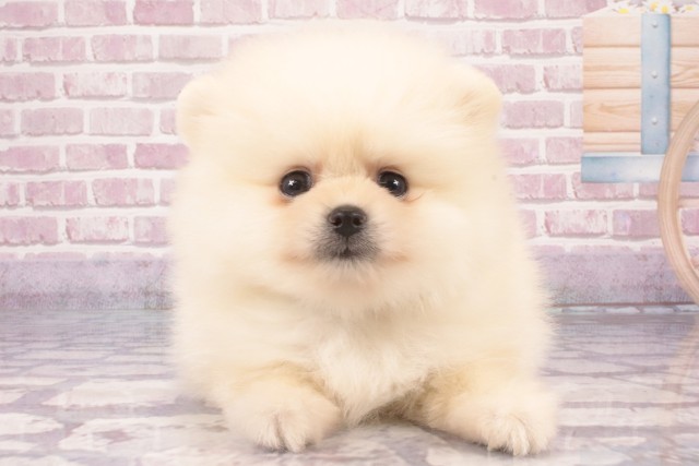 大阪府のポメラニアン (Coo&RIKU梅田店/2025年3月24日生まれ/男の子/ホワイト)の子犬