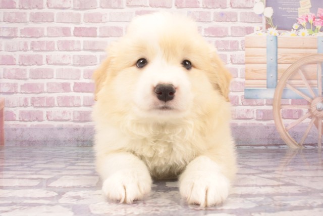 兵庫県のボーダーコリー (Coo&RIKU伊丹店/2025年3月26日生まれ/男の子/レッドホワイト)の子犬
