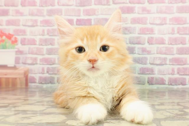 群馬県のラガマフィン (Coo&RIKU前橋店/2025年3月27日生まれ/女の子/レッドタビーホワイト)の子猫